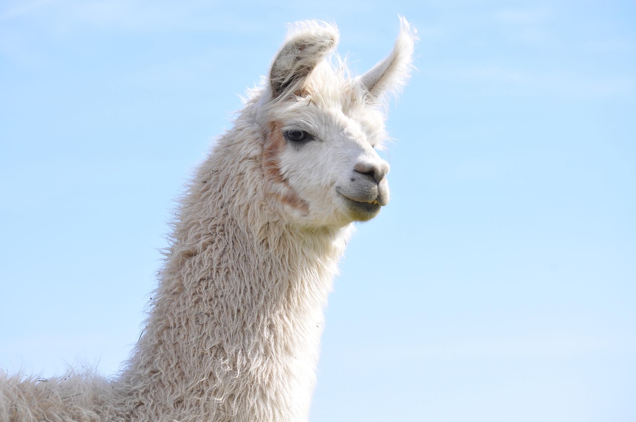 UDP攻击|app要更新详情下载教程