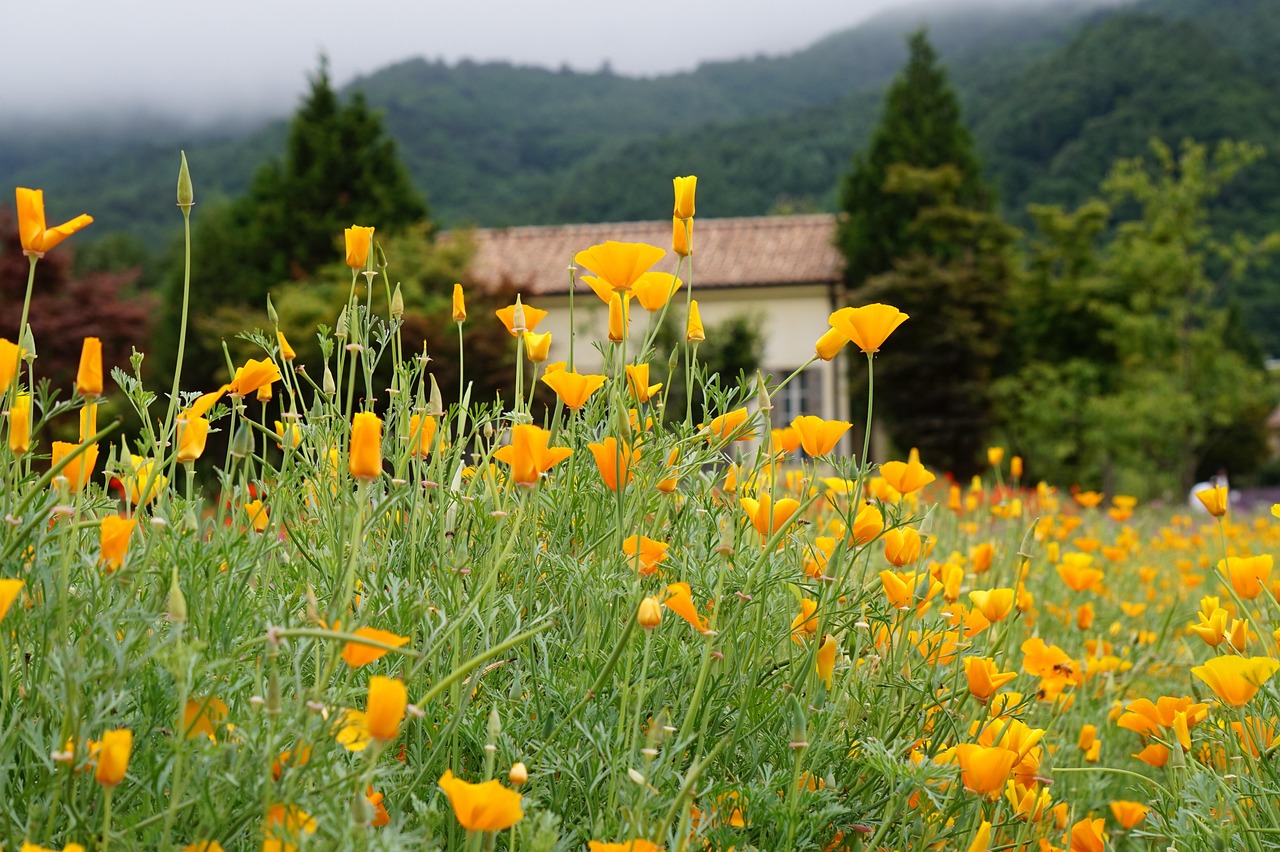 实名手机卡出售：注销原有抖音账号重新注册
